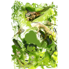 Insecte