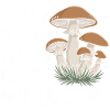 Mushroom Mushrooms Funghi Mushroom