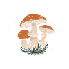 Champignons Champignons Champignon Champignon
