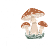 Champignons Champignons Champignon Champignon