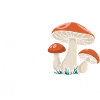 Champignons Champignons Champignon Champignon