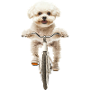 Bichon Frisé
