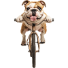 Bulldogge