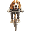 Beagle