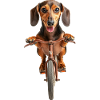 Dackel