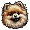 Pomeranian Pomeranian