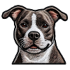 American Staffordshire Terrier