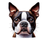 Dog Face - Boston Terrier