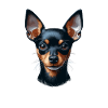 Dog Face - English Toy Terrier