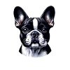 Visage de chien - Bouledogue français