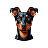 Dog Face - German Pinscher