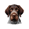 Dog Face - German Stichelhaar