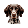 Dog Face - German Shorthair