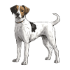 Jack Russel Terrier Dog
