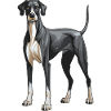 Great Dane Dog