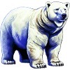 White polar bear