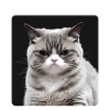 Rage Consumes Me Cat