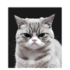 Rage Consumes Me Cat