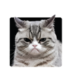 Rage Consumes Me Cat