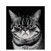 Rage Consumes Me Cat