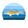 Walleye Zander Pêche Pêcheur Pêcheur