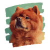 Chow Chow