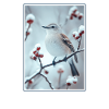 Oiseaux moqueurs Oiseaux moqueurs
