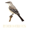 Oiseaux moqueurs Oiseaux moqueurs