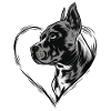 Amerikanischer Pitbull Terrier
