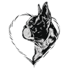 Boston Terrier