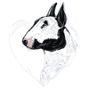 Bullterrier
