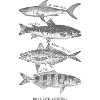 Echte Fischsilhouetten