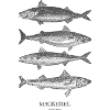 Mackerel Silhouette Quartet