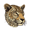 Gepard Portrait