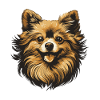 Pomeranian Dog Portrait