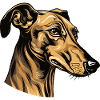Greyhound Dog Portrait