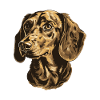 Dachshund Dog Portrait Dachshund