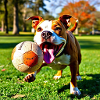 Pitbull Football