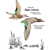 Teals