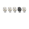 Black Sheep