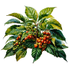 Coffee Plant Barista Coffee Drinking