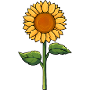Sonnenblume