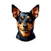 Dog Face - Lancashire Heeler