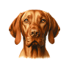 Dog face - Magyar Vizsla