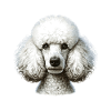 Dog Face - Poodle