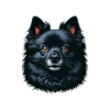 Dog Face - Schipperke