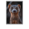 Mongoose's Mongoose