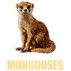 Mongoose's Mongoose