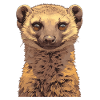Mongoose's Mongoose