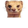 Mongoose's Mongoose